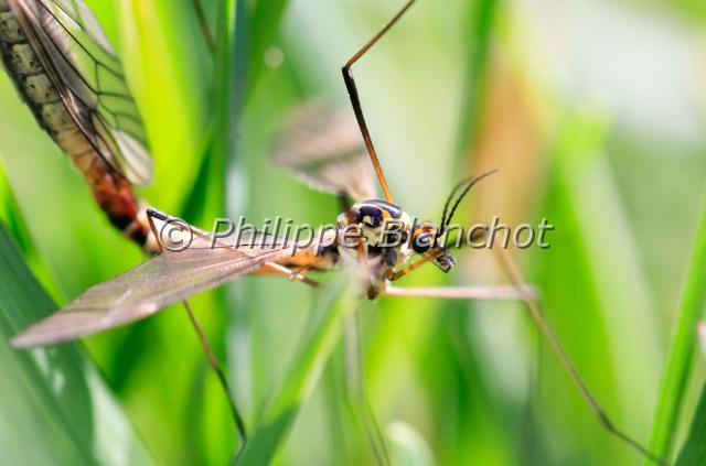 nephrotoma appendiculata.JPG - Nephrotoma appendiculataNéphrotome de PierreDiptera, TipulidaeFrance
